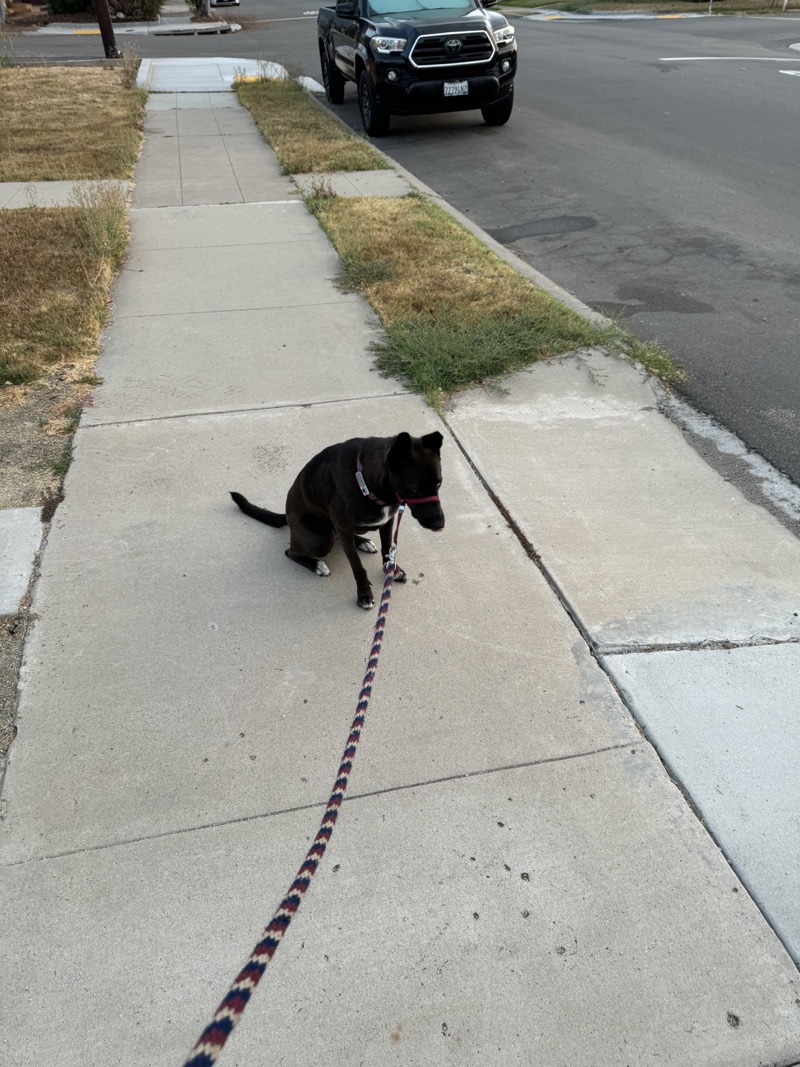 A picture of a black dog named Bowie sitting, taken on July 26 2024 at 6:15 am